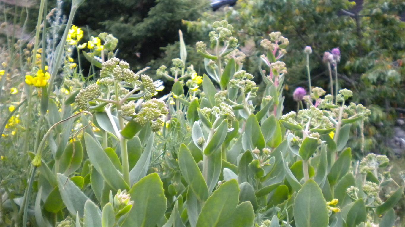 Hylotelephium maximum / Borracina massima
